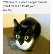 Image result for Cat Not Learning Meme