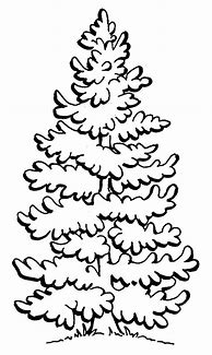 Image result for Pine Tree Coloring