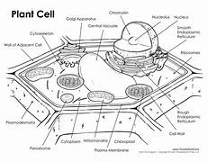 Image result for Plant Cell Blank Diagram with Word Bank