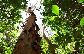 Image result for Soldierwood Tree Florida