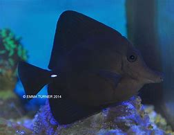 Image result for Black Long Nose Tang