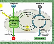 Image result for Photosynthesis Diagram AP Biology