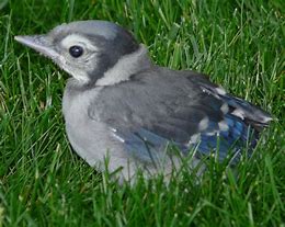 Image result for Blue Jay Bird Coloring Page