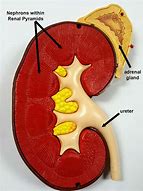 Image result for Nephrons in Kidney