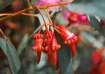 Image result for Prunus Serotina Flower Buds