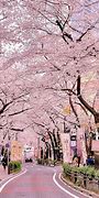 Image result for Cherry Blossom Road Japan