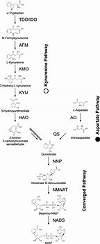 Image result for Nad De Novo Synthesis