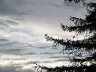 Image result for Pine Tree Silhouette Drawing