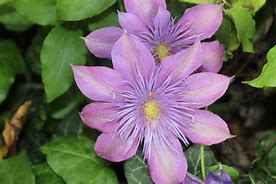 Image result for Sweet Autumn Clematis Vine