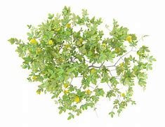 Image result for Top View Brandon Elm Tree White Bkgrnd