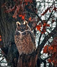 Image result for Pet Owl Illinois