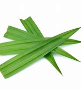 Image result for What Is Pandan