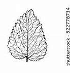 Image result for Basic Leaf Outline