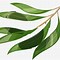 Image result for Willow Tree Branch Illustration