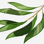 Image result for Willow Tree Branch Clip Art