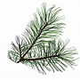 Image result for Pine Tree Leaves Vector