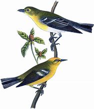 Image result for Yellow Colored Birds