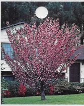 Image result for Kwanzan Flowering Cherry Tree