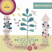 Image result for Photosynthesis Process Chart