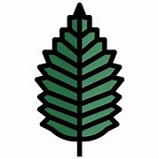 Image result for Elm Tree Leaf Shape