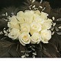 Image result for White Rose in Bloom