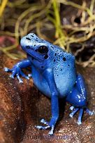 Image result for Frog Fingers