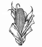 Image result for Corn Cob Drawing