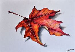 Image result for Maple Tree Sketch