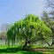 Image result for Weeping Willow Tree