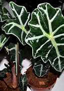 Image result for Alocasia Plant Pot