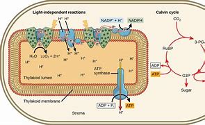 Image result for Light Reaction of Photosynthesis Detailed Diagram