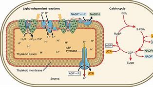 Image result for Reaction to Bright Light