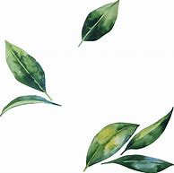 Image result for Free Abstract PNG Vector of Leaves