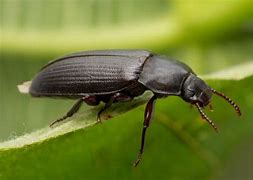 Image result for 1 Inch Black Beetle