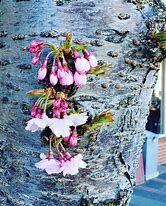 Image result for Cherry Blossom Tree Bark