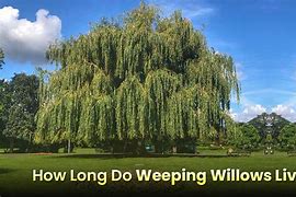 Image result for Weeping Willow Tree Silhouette