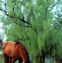 Image result for Overstock Willow Tree Nativity