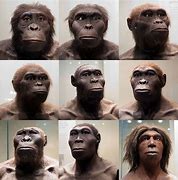 Image result for Earliest Hominids