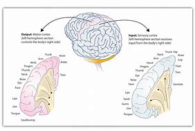 Image result for Brain Input