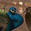 Image result for Jungle Animals Birds