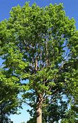 Image result for American Red Oak Tree