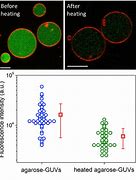 Image result for Unilamellar Vesicles