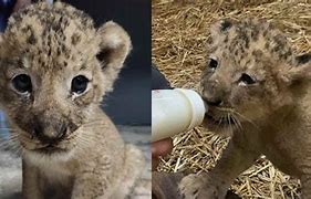 Image result for Lion and Newborn Cub