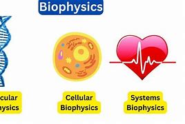 Image result for Examples of Biophysics