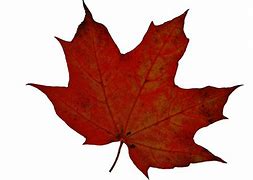 Image result for Upstate New York Fall After Leaves