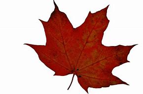 Image result for Oak Leaf Stencil