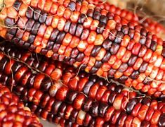 Image result for Indidaian Corn Harvest