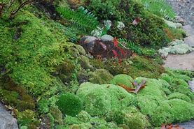 Image result for Moss Core Aesthetic