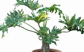 Image result for Philodendron