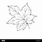 Image result for White Maple Leaf